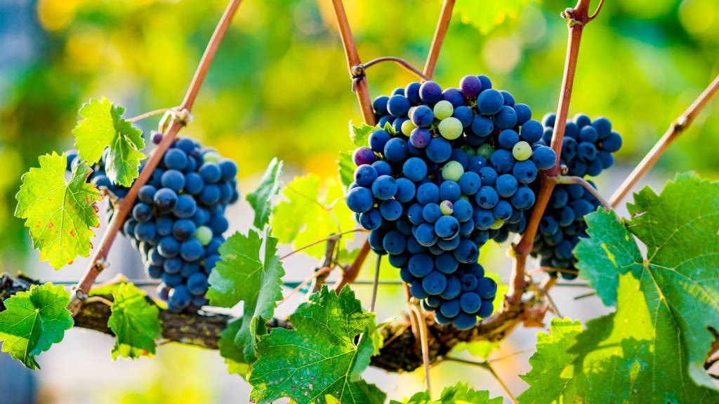 A cabernet franc méltán hívja Villányt második otthonának