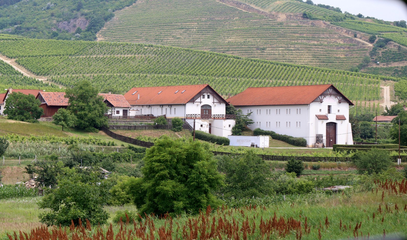 A Tokaj Hétszőlő Szőlőbirtok épületei, mögötte pedig a pincészet saját szőlőültetvényei